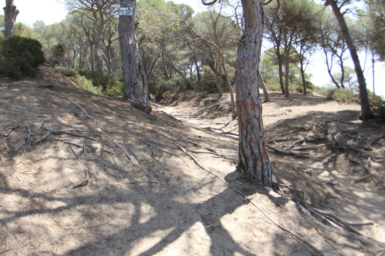 Pla De Gestio Bosc De La Marquesa